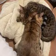 ねこの画像