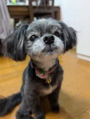紫優
