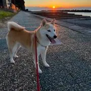 いわたの画像