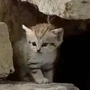 すなねこ