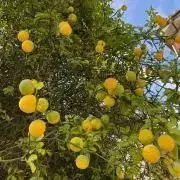 あさの画像