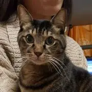けろろの画像