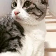 ヨシピーの画像