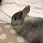 510