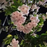 ほそたんの画像