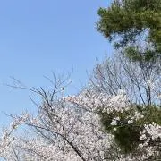 さくらの画像