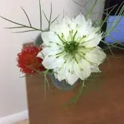 Pekkochanの画像
