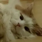 ともにゃんの画像