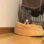 minaの画像