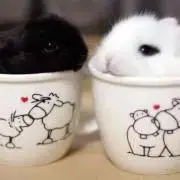 。の画像