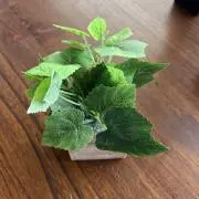 とまとの画像