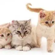 みるきーの画像