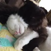 れたるくる