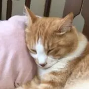 Rinの画像