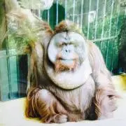 NARIの画像