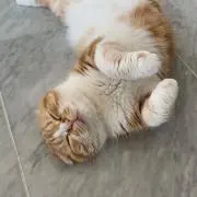 ねこっち