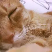 ちゃちゃの画像