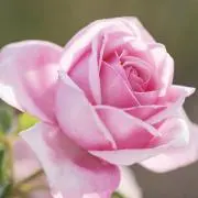 ボルサリーノファミリーの画像
