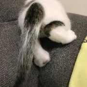 モーの画像