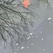 とよちゃん⭐︎