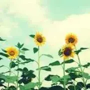 ampanの画像
