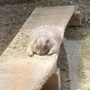 ゆあ☆の画像