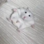 ぽけ。値下依頼はコメントへの画像