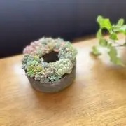 みーちやん