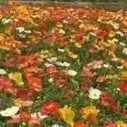poppyの画像
