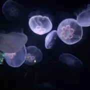 あびるの画像