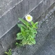 とももの画像