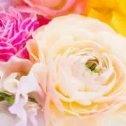お花好きの画像