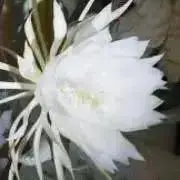 あちゅみきの画像