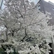 【即購入OK】柚子