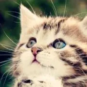 nyan⭐︎プロフ読んで下さい⭐︎の画像