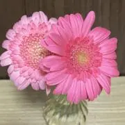 miumiuの画像