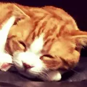 ゆみてん