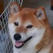 メープルの画像