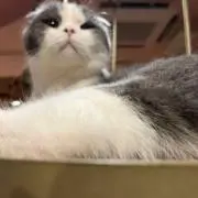 みみ