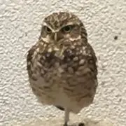たぷたぷの画像