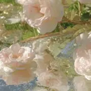 はなの画像