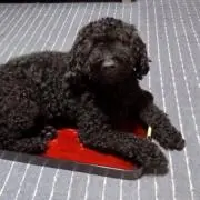 Vヴェルカの画像