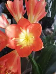 はちみつの画像
