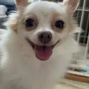 ボチ子