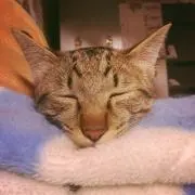 ぽん