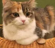 ミーちゃんの画像