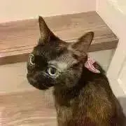 ちいなな　プロフ必読の画像