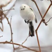 ルナの画像
