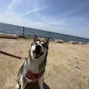 yの画像