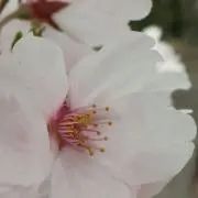まえっちょの画像
